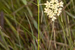 Southern milkweed